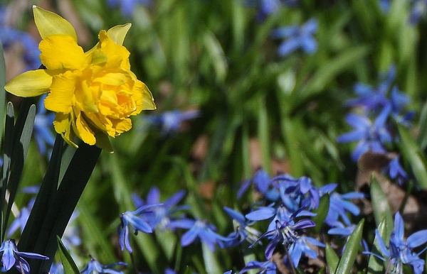 Scilla   073.jpg